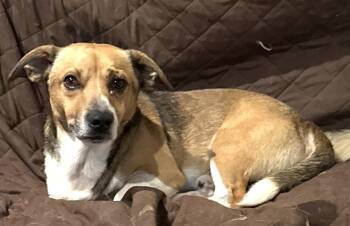 Chance -  Beagle and Corgi Dog for Adoption in Horn Lake, Mississippi - Chance | PetCurious