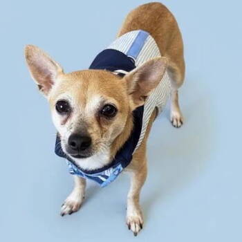 Rescue Chihuahua Dogs for Adoption in Grand Bay, Alabama - Massimo Aka Mo | PetCurious