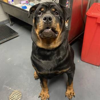 Beethoven -  Mixed Breed Dog for Adoption in Allentown, Pennsylvania - Beethoven | PetCurious