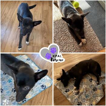 Mixed Breed Dogs Available for Adoption - Xtra Tuff | PetCurious