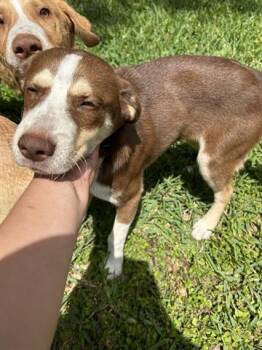 Labrador Retriever and Mixed Breed Dogs Available for Adoption in Houston, Texas - A655376 | PetCurious