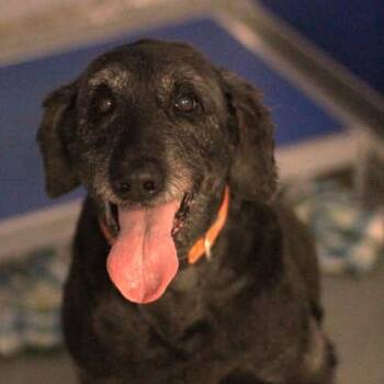 26-00978 BLU -  Labradoodle Dog for Adoption in Fredericksburg, Virginia - 26-00978 BLU | PetCurious