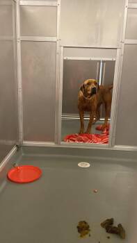 Myks -  Rhodesian Ridgeback Dog for Adoption in Claremont, California - Myks | PetCurious
