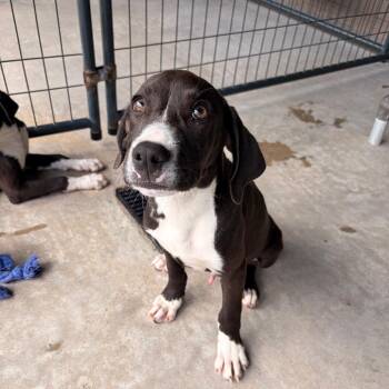 Cooper -  Mixed Breed Dog for Adoption in Riverwoods, Illinois - Cooper | PetCurious