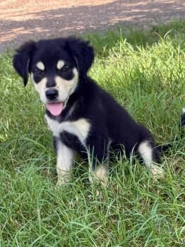 Willie -  Bernese Mountain Dog and Bernadoodle Dog for Adoption - Willie | PetCurious