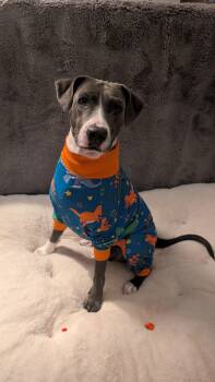 MOONPIE - literally the best -  Labrador Retriever and Shepherd Dog for Adoption - MOONPIE - Literally The Best | PetCurious