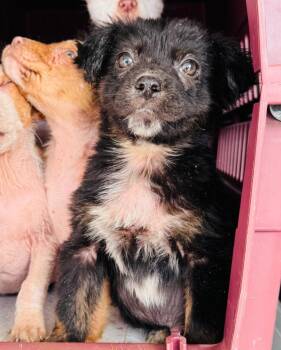 Australian Shepherd and Australian Cattle Dog Blue Heeler Dogs Available for Adoption in Valley Park, Oklahoma - Little John | PetCurious