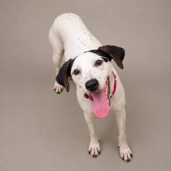 Dolly -  Mixed Breed Dog for Adoption in Newport, Tennessee - Dolly | PetCurious