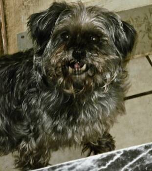 Shih Tzu and Yorkshire Terrier Dogs Available for Adoption in Sarasota, Florida - Evelyn | PetCurious
