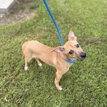 Chips N Dip -  Chihuahua and Terrier Dog for Adoption in Carencro, Louisiana - Chips N Dip | PetCurious