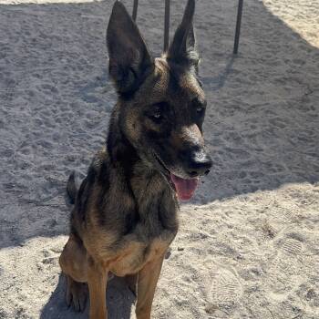 Rescue Belgian Shepherd Malinois Dogs for Adoption in Port Charlotte, Florida - Cooper | PetCurious