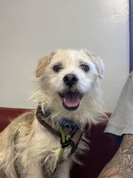 Rescue Border Terrier and Terrier Dogs for Adoption in West Hollywood, California - Rocky | PetCurious