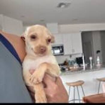 Chihuahua Dogs Available for Adoption - Emiliano | PetCurious