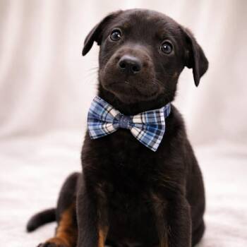 German Shepherd Dog and Labrador Retriever Dogs Available for Adoption - FINNIGAN GS | PetCurious