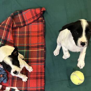 Terrier Dogs Available for Adoption in Clearwater, Florida - Jan | PetCurious