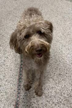 Dash -  Poodle and Wheaten Terrier Dog for Adoption in Kansas City, Missouri - Dash | PetCurious