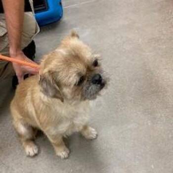 YORK-Stray-16709 -  Mixed Breed and Pug Dog for Adoption in York, Pennsylvania - YORK-Stray-16709 | PetCurious