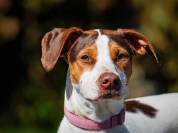 Kilby -  Pointer Dog for Adoption in Pointe-fortune, Quebec - Kilby | PetCurious
