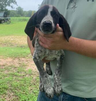 Siouxsie Sioux -  English Coonhound and Labrador Retriever Dog for Adoption in Tulsa, Oklahoma - Siouxsie Sioux | PetCurious