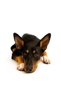 Murphy -  German Shepherd Dog Dog for Adoption - Murphy | PetCurious
