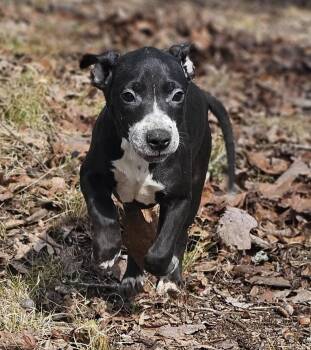 Bulldog Dogs Available for Adoption - Hayley | PetCurious