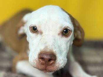 Everett -  Staffordshire Bull Terrier and Mixed Breed Dog for Adoption in Portland, Oregon - Everett | PetCurious