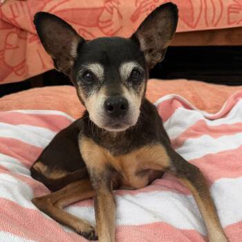 Miniature Pinscher Dogs Available for Adoption in Newport Beach, California - Bertie | PetCurious