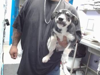 KAMRYN -  Husky and Pit Bull Terrier Dog for Adoption in Albuquerque, New Mexico - KAMRYN | PetCurious