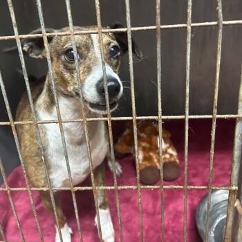 Jo -  Italian Greyhound and Dachshund Dog for Adoption in Tyler, Texas - Jo | PetCurious
