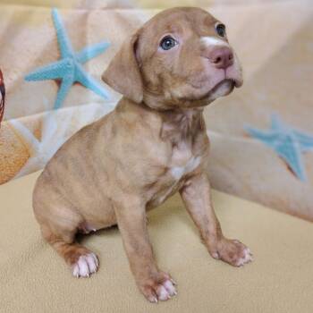 Rescue American Bully Dogs for Adoption in Trenton, New Jersey - Emmie | PetCurious