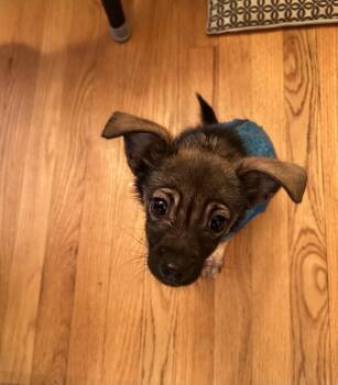 Chihuahua and Mixed Breed Dogs Available for Adoption - Stewie | PetCurious