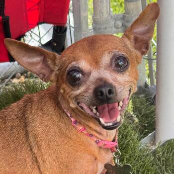 Gidget -  Chihuahua Dog for Adoption in Miami, Florida - Gidget | PetCurious