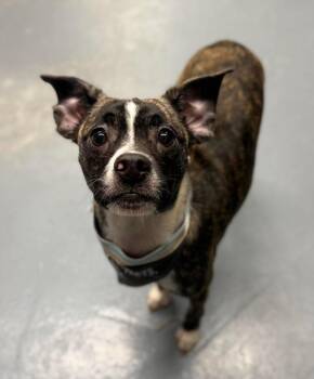 Louise -  Chihuahua and Boston Terrier Dog for Adoption in Sedalia, Colorado - Louise | PetCurious
