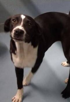 Mia -  Labrador Retriever Dog for Adoption in Sheboygan, Wisconsin - Mia | PetCurious