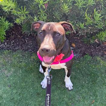 Rescue Terrier Dogs for Adoption in Jupiter, Florida - Croc | PetCurious