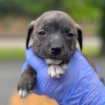 American Bulldog and Mixed Breed Dogs Available for Adoption in Lucedale, Mississippi - Nala | PetCurious