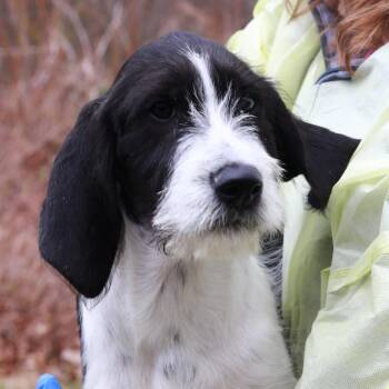 Coonhound and Golden Retriever Dogs Available for Adoption in Stormville, New York - CT Elmer Fudd | PetCurious