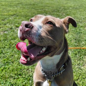 Pit Bull Terrier Dogs Available for Adoption in Springfield, Illinois - Spade | PetCurious