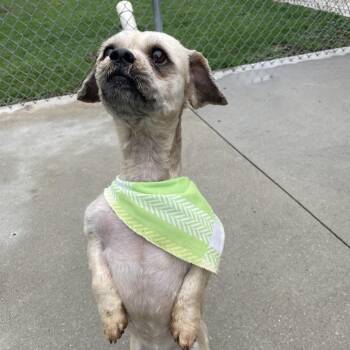 Yorkshire Terrier and Mixed Breed Dogs Available for Adoption in South Haven, Michigan - Tyler | PetCurious