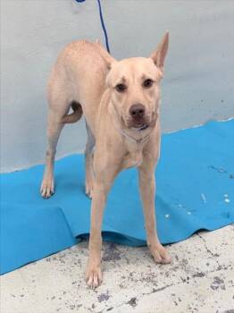 Rescue Labrador Retriever and Mixed Breed Dogs for Adoption in Houston, Texas - A2042805 | PetCurious