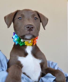 Lily -  Labrador Retriever Dog for Adoption in Mckinney, Texas - Lily | PetCurious