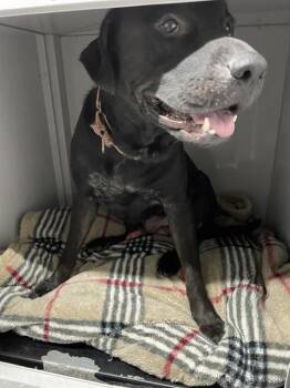 Rescue Mixed Breed Dogs for Adoption in Palmetto, Florida - GALILEO | PetCurious