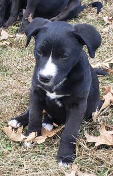 Rescue Mixed Breed Dogs for Adoption in Pembroke, Massachusetts - Robin | PetCurious