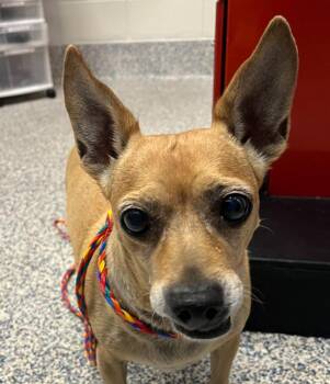 Yoyo -  Chihuahua Dog for Adoption in Golden, Colorado - Yoyo | PetCurious