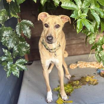 Soia -  Mixed Breed and Labrador Retriever Dog for Adoption in San Diego, California - Soia | PetCurious