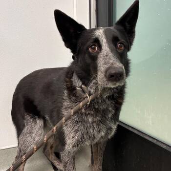 Kirby -  Australian Cattle Dog Blue Heeler Dog for Adoption in Abilene, Texas - Kirby | PetCurious