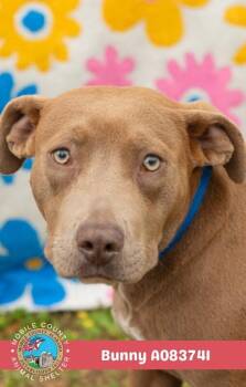 Bunny -  American Bulldog Dog for Adoption in Mobile, Alabama - Bunny | PetCurious
