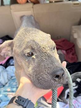 Phoenix -  Mixed Breed Dog for Adoption in Mobile, Alabama - Phoenix | PetCurious