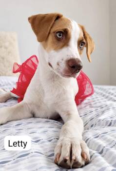 Letty -  Jack Russell Terrier Dog for Adoption in Glen Rock, New Jersey - Letty | PetCurious