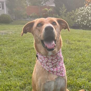 Dragonfly -  Husky and Shepherd Dog for Adoption in Columbia, South Carolina - Dragonfly | PetCurious